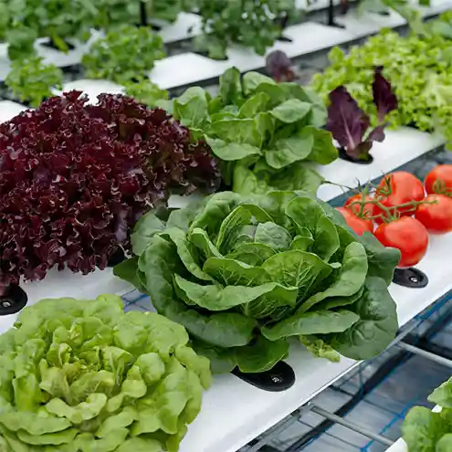 Hydroponic gardening in a greenhouse